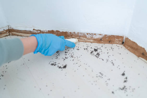 Best Local Pest Control Services  in Willis, TX